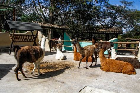 guayllabamba country|Zoologico de Quito .
